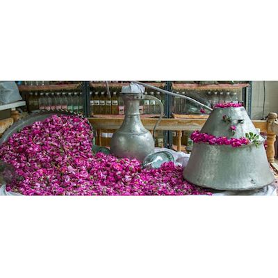 قیمت عمده گلاب در تهران